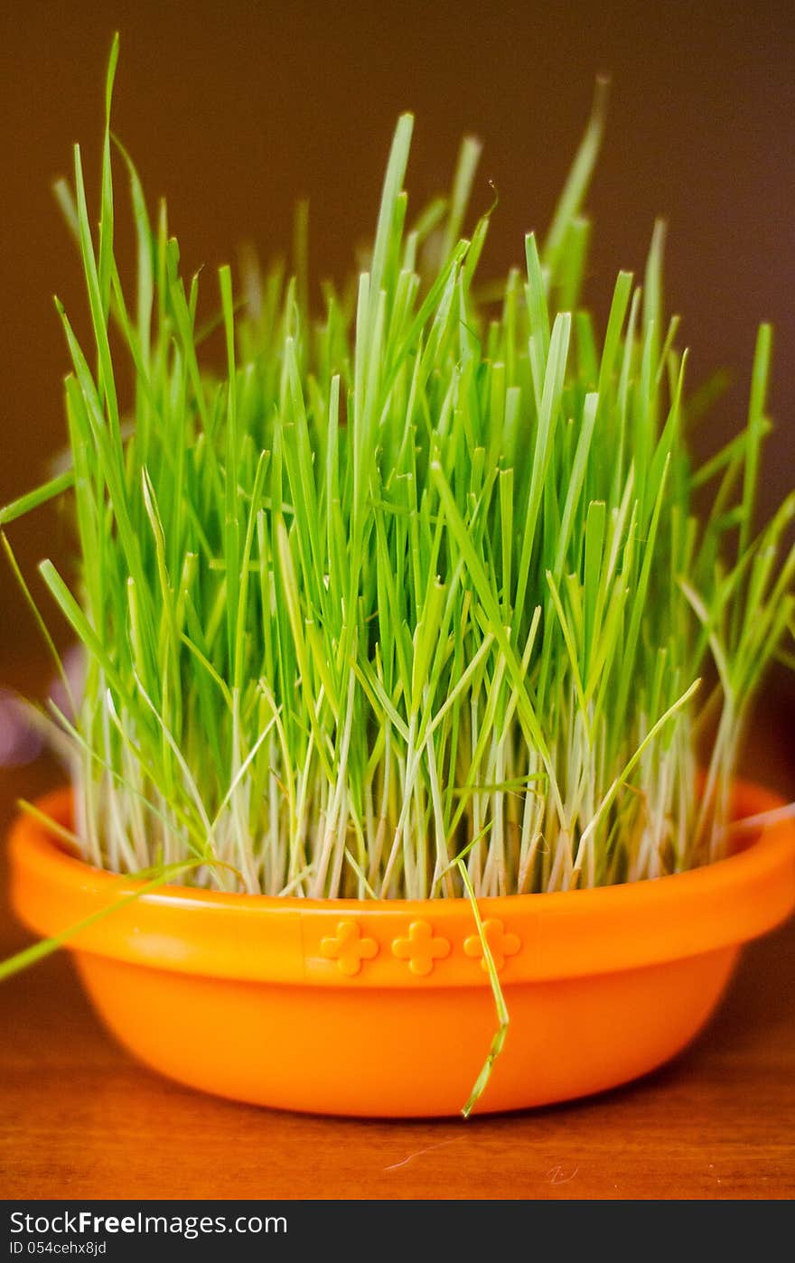 Cat grass