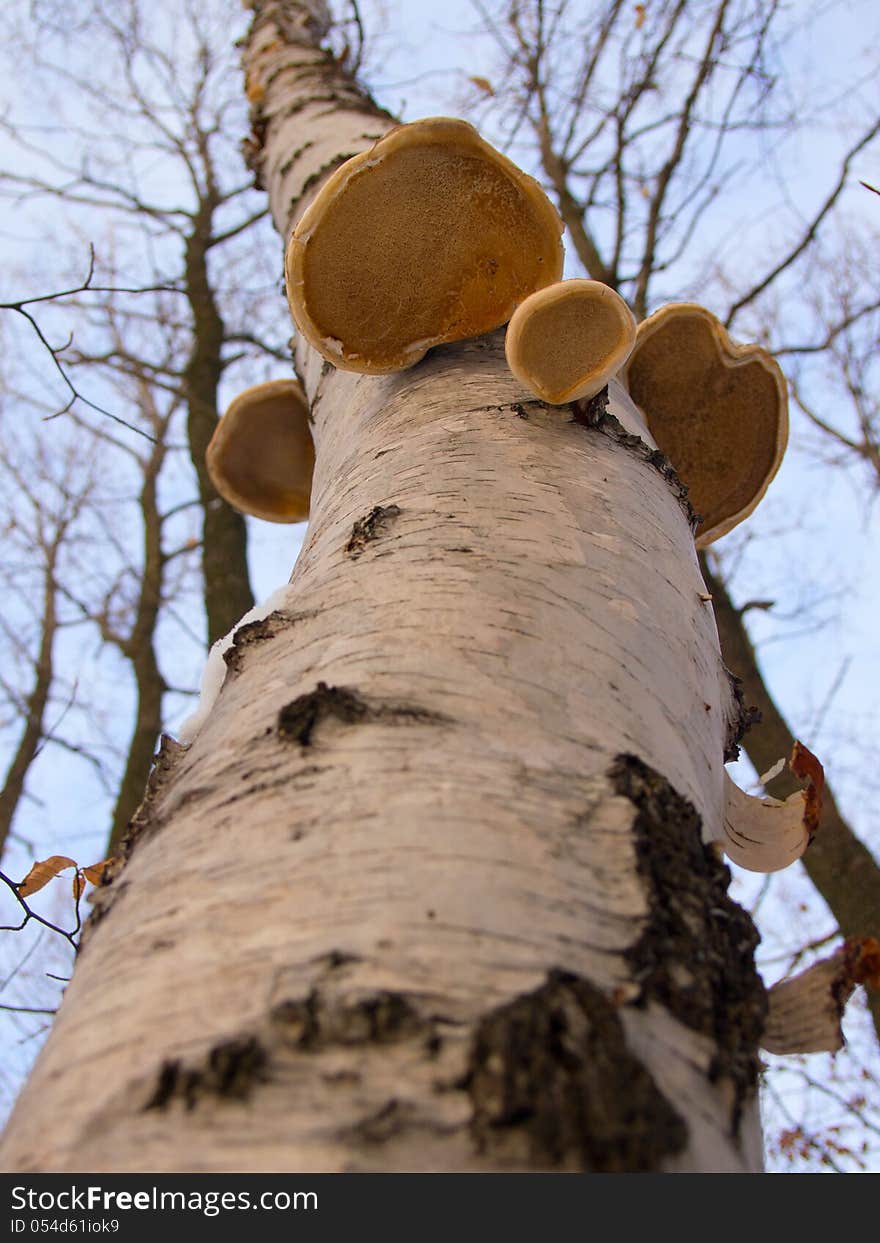 Parasitic yellow fungus on a birch tree trunk pointing to the winter sky. Parasitic yellow fungus on a birch tree trunk pointing to the winter sky