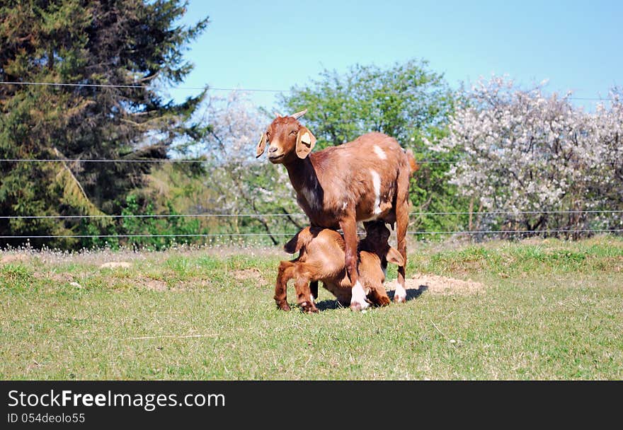 Mama goat and baby