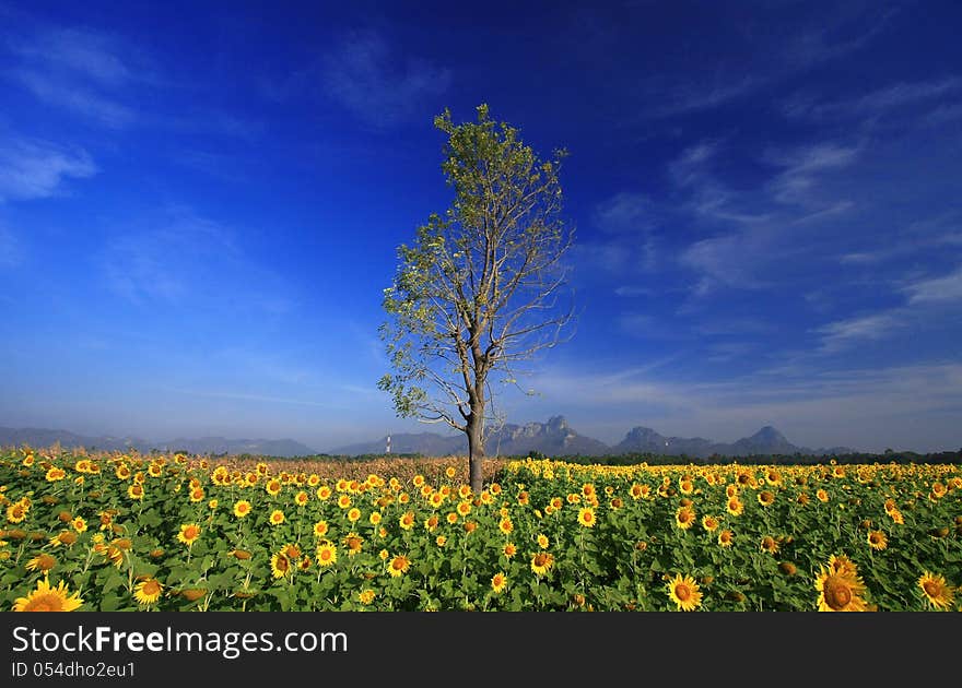 Sunflowers field with Blue sky, Thailand