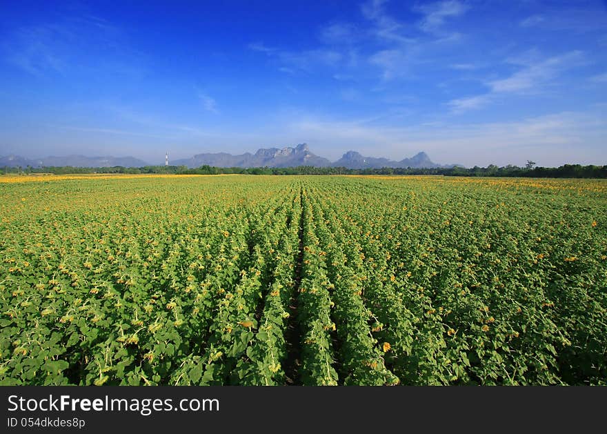 Sunflowers field with Blue sky, Thailand