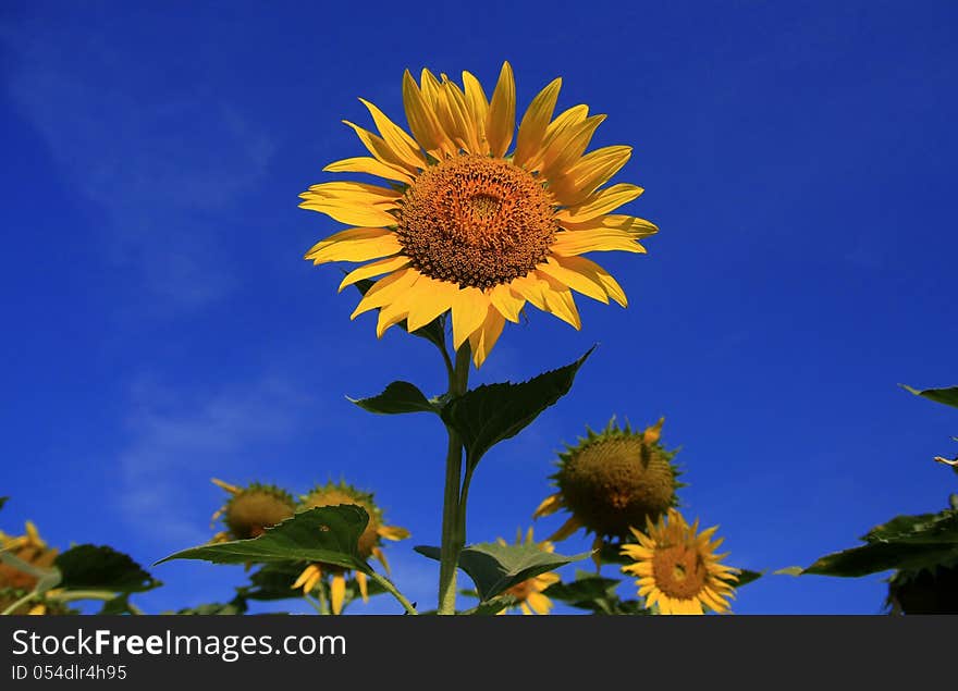 Sunflowers field with Blue sky, Thailand