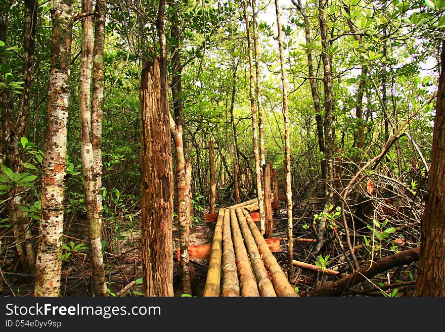 Mangrove forest, Thailand