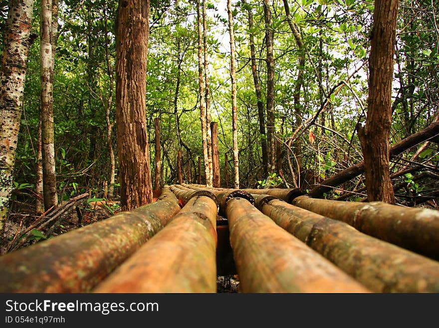 Perfect mangrove forest in south of Thailand. Perfect mangrove forest in south of Thailand.