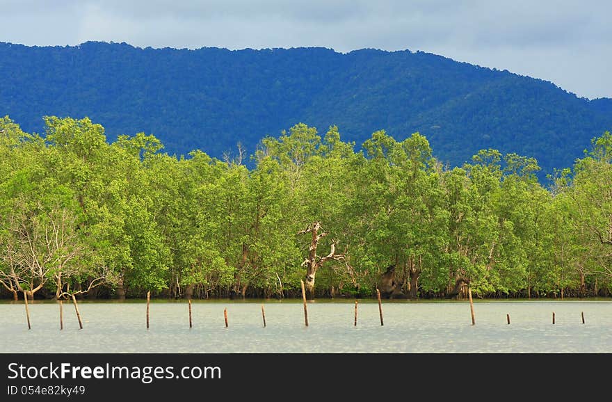 Mangrove forest in south of Thailand. Mangrove forest in south of Thailand.