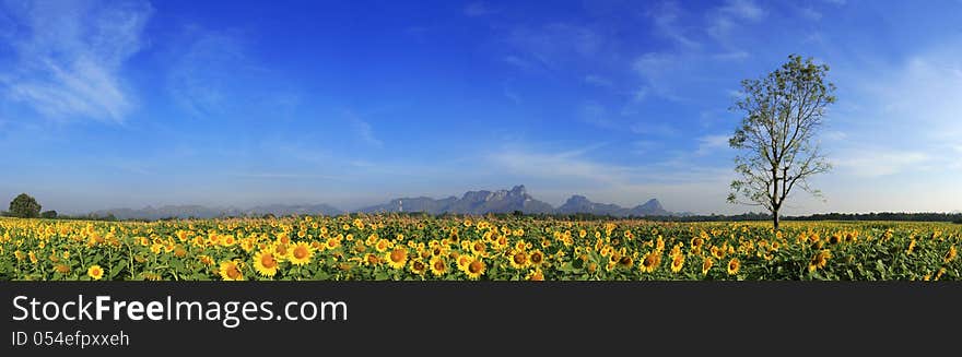 Sunflowers field with Blue sky, Thailand