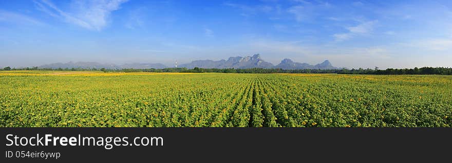 Panorama view of sunflowers field. Panorama view of sunflowers field.