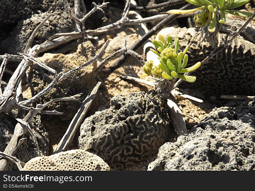 Fossils of Brain Coral Surround a Tenacious Succulent. Fossils of Brain Coral Surround a Tenacious Succulent.