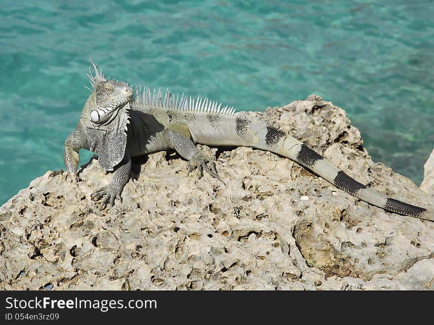 A large green iguana perches on a rock ledge by the caribbean ocean. A large green iguana perches on a rock ledge by the caribbean ocean.