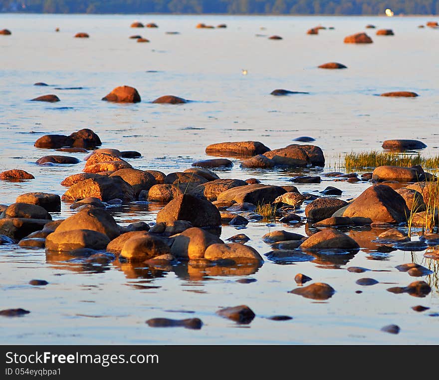 Fledgeling of seagull on the seashore