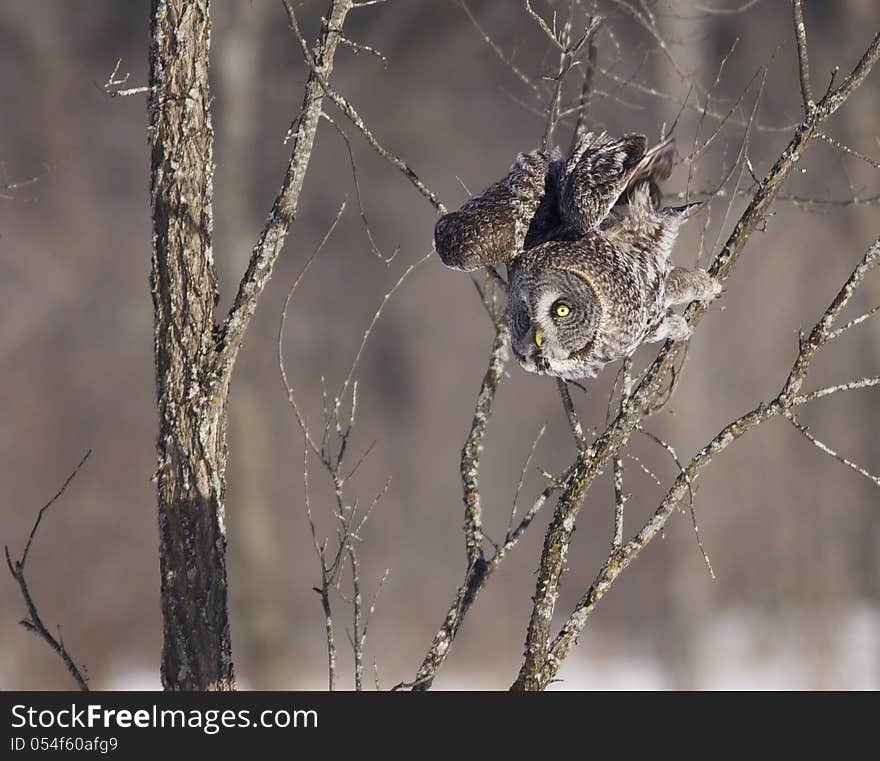 An incredible Great Gray Owl (Strix nebulosa) taking off from a branch in Ottawa, Canada.