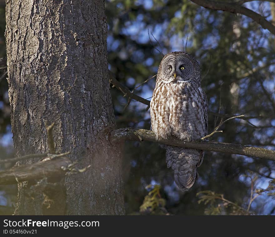 An incredible Great Gray Owl (Strix nebulosa) perched on a branch in Ottawa, Canada.