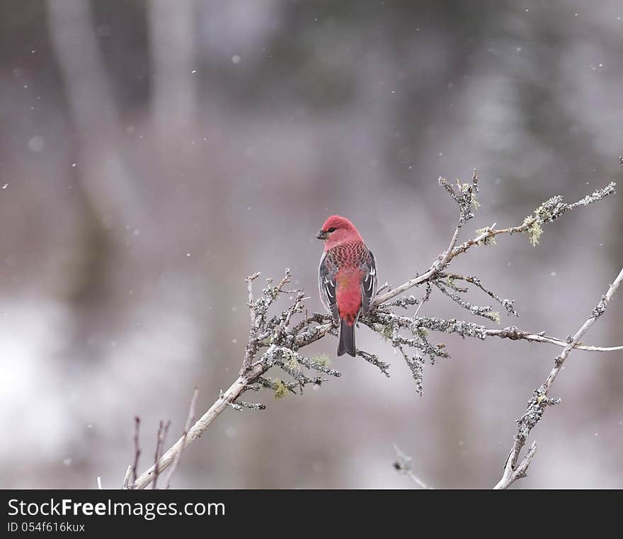 A beautiful male Pine Grosbeak (Pinicola enucleator) at Algonquin Provincial Park, Canada.