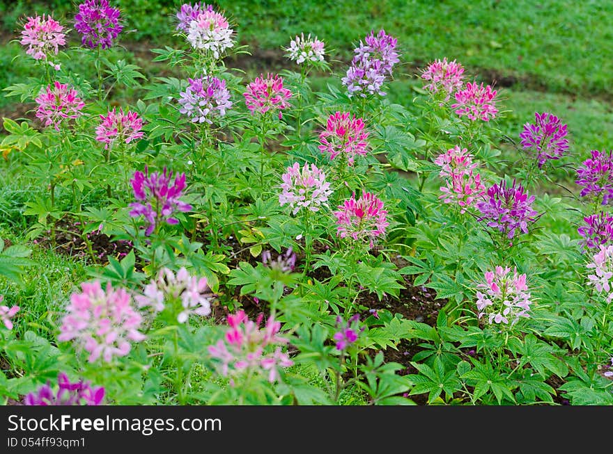 Multi-colored cleome &x28;spider flower&x29; in garden