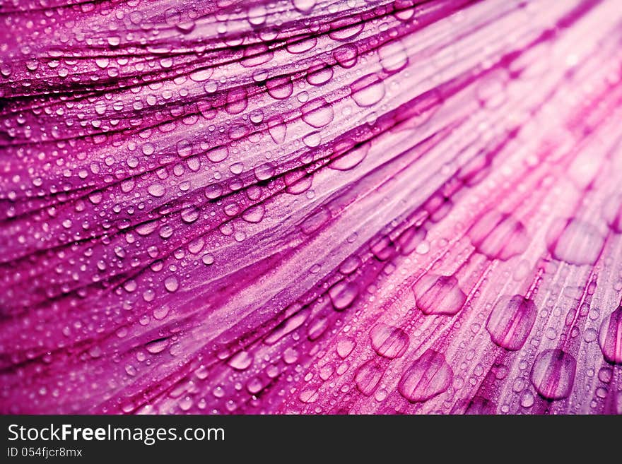 Purple flower petals with raindrops, macro