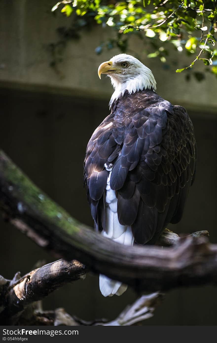 Big Eagle sitting on the tree branch. Big Eagle sitting on the tree branch