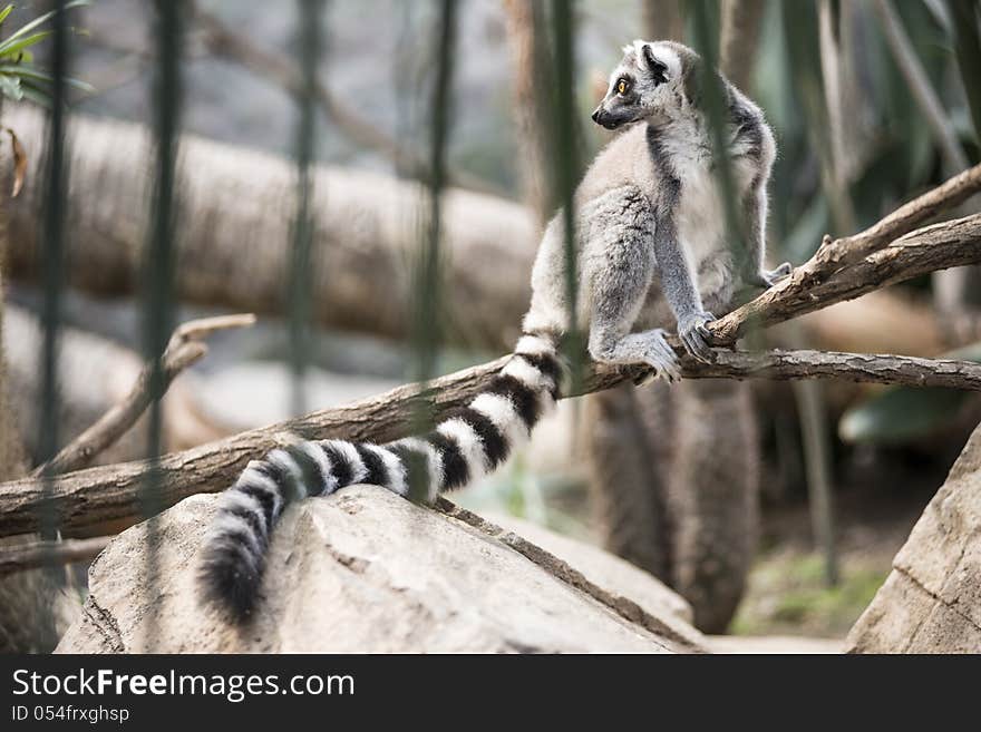 Lemur in the Jungle Looking somewhere