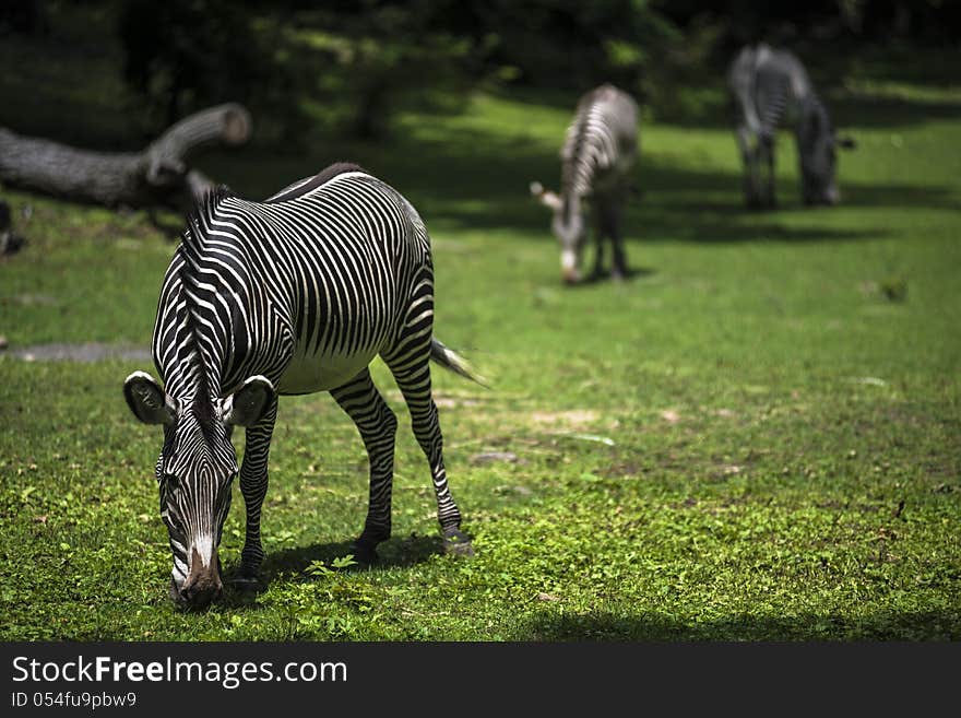 Zebra Eating Grass in the field on the sun