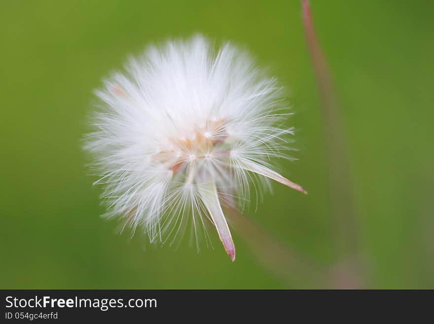 Lucky dandelion