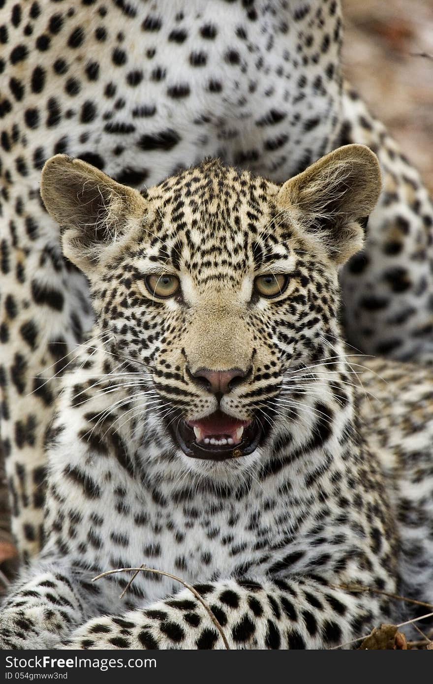 Leopard cub framed by mother