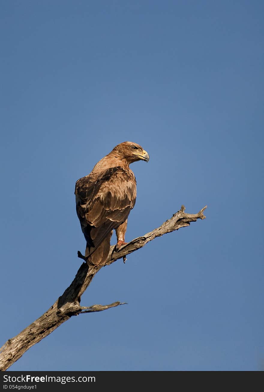 Eagle perched on branch against blue sky