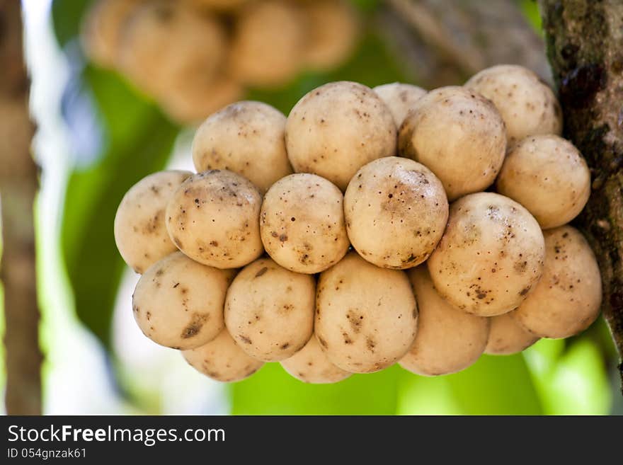 Lansium domesticum is a kind of fruit growth in southern of Thailand