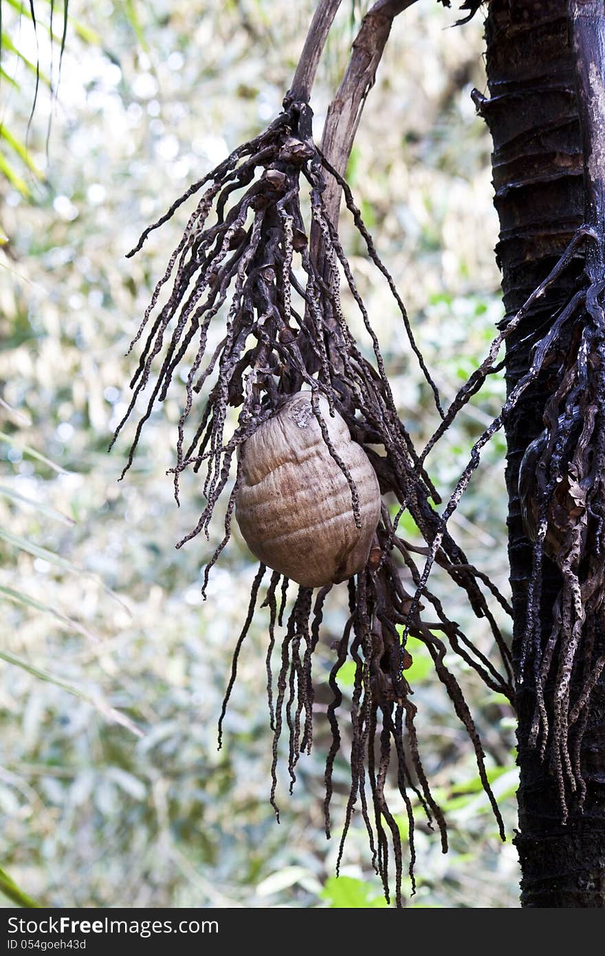 Nearly fall wilt cocoa nut on coconut tree. Nearly fall wilt cocoa nut on coconut tree