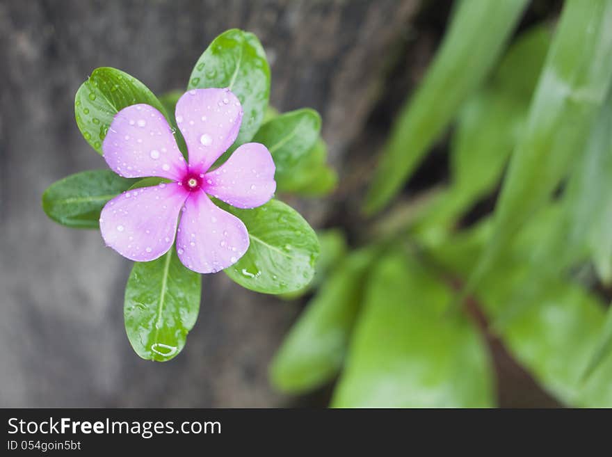 Madagascar periwinkle flower after rain drop