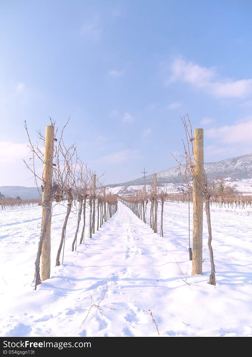 Vineyard in the winter time