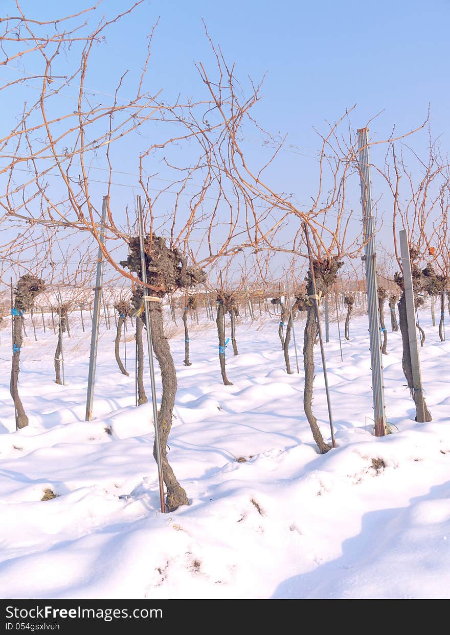 Vineyard in the winter time