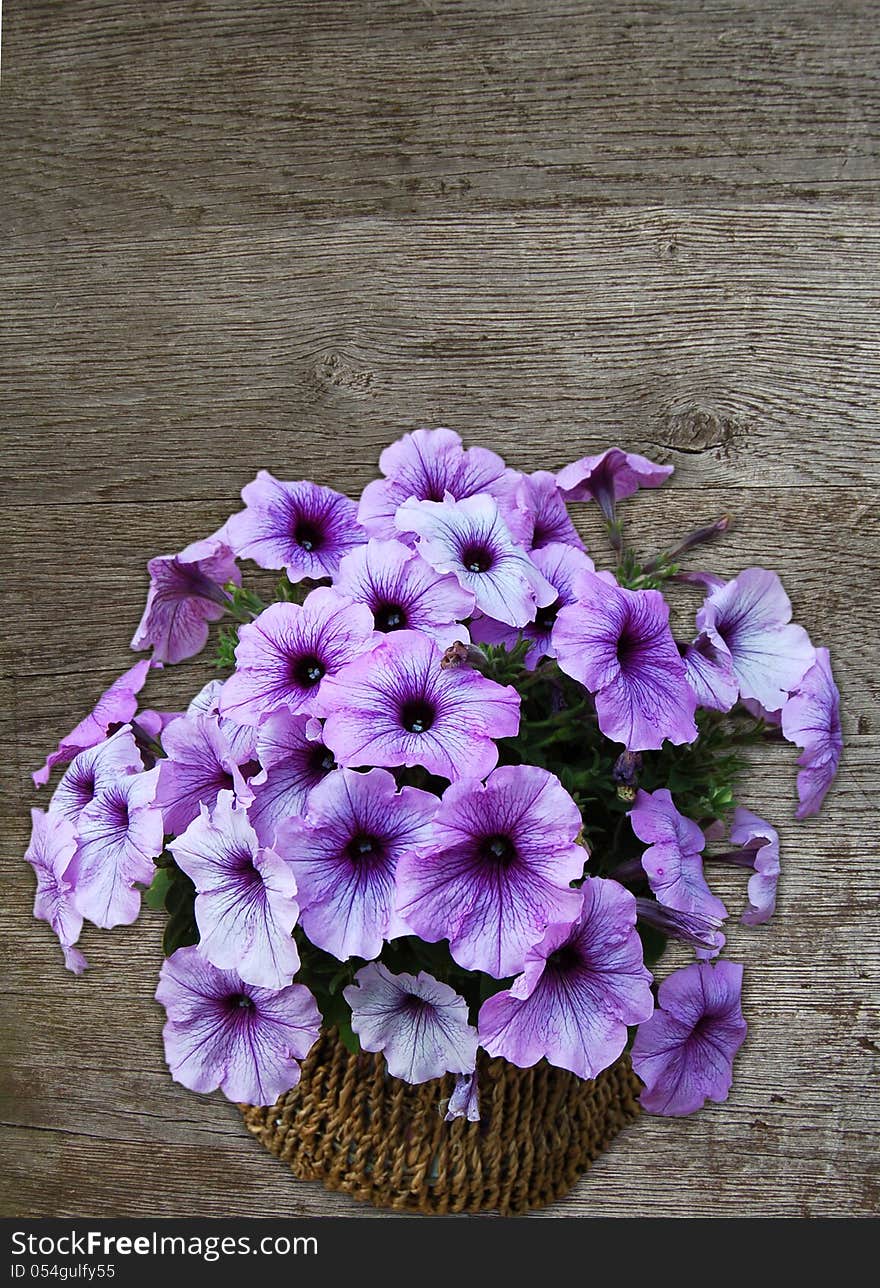 Petunia flowers against wood background. Petunia flowers against wood background