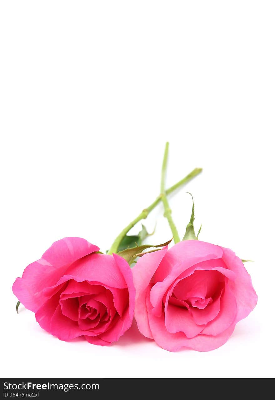 Two pink roses isolated on white background with space for text