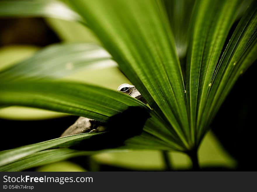 Little frog sleeping on leaf. Little frog sleeping on leaf