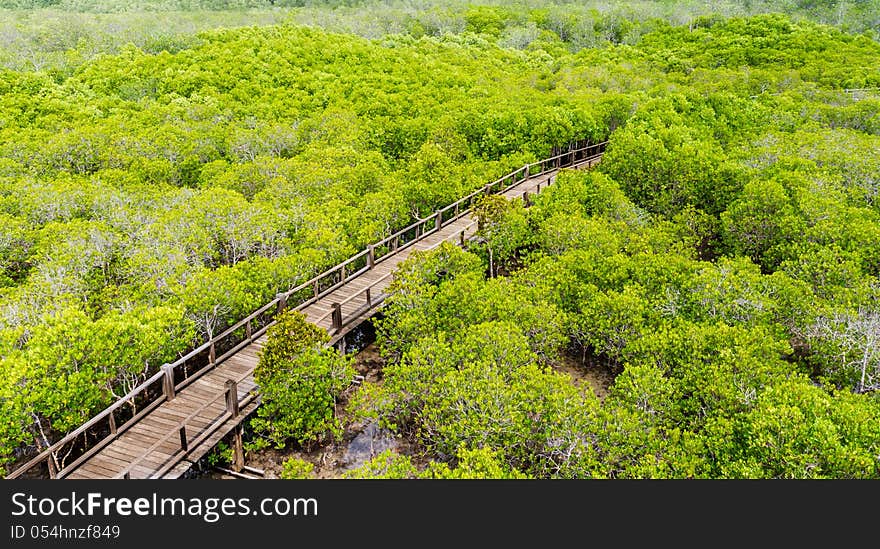 A wooden bridge on mangrove forest, Thailand