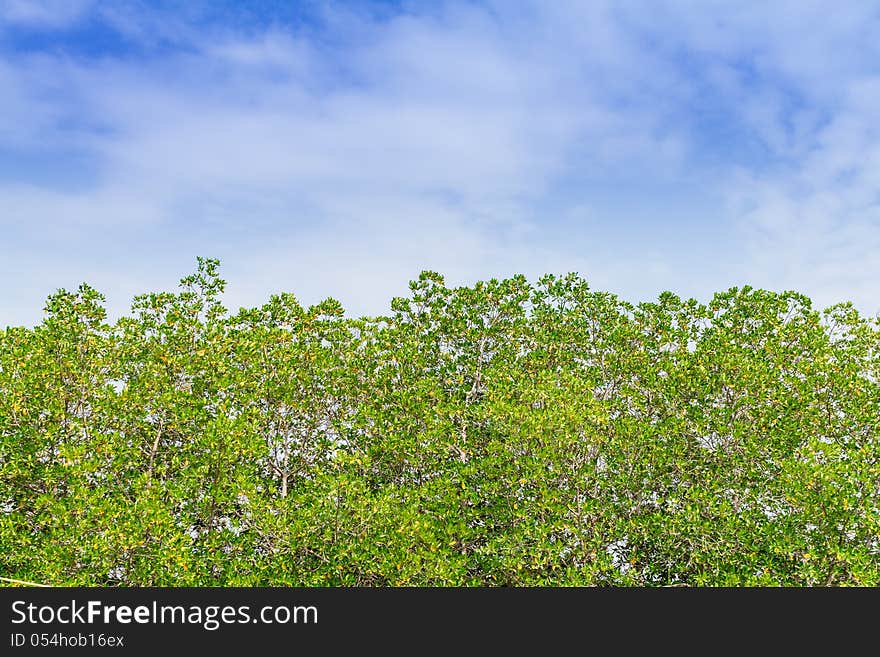 Trees and sky