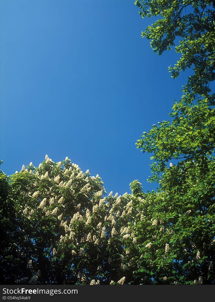 Chestnut blossoms against the clear blue sky. Chestnut blossoms against the clear blue sky.