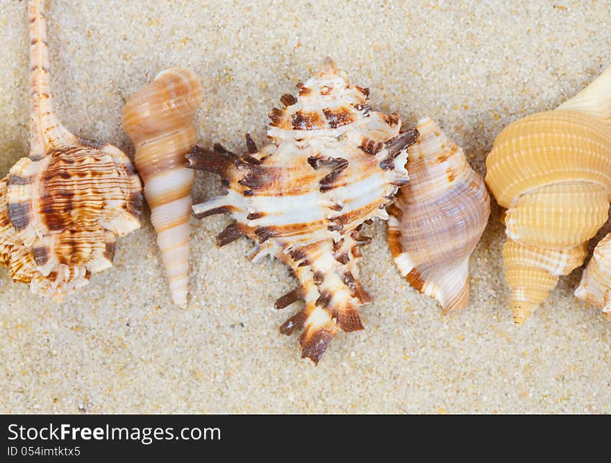 Sea Shells With Sand As Background