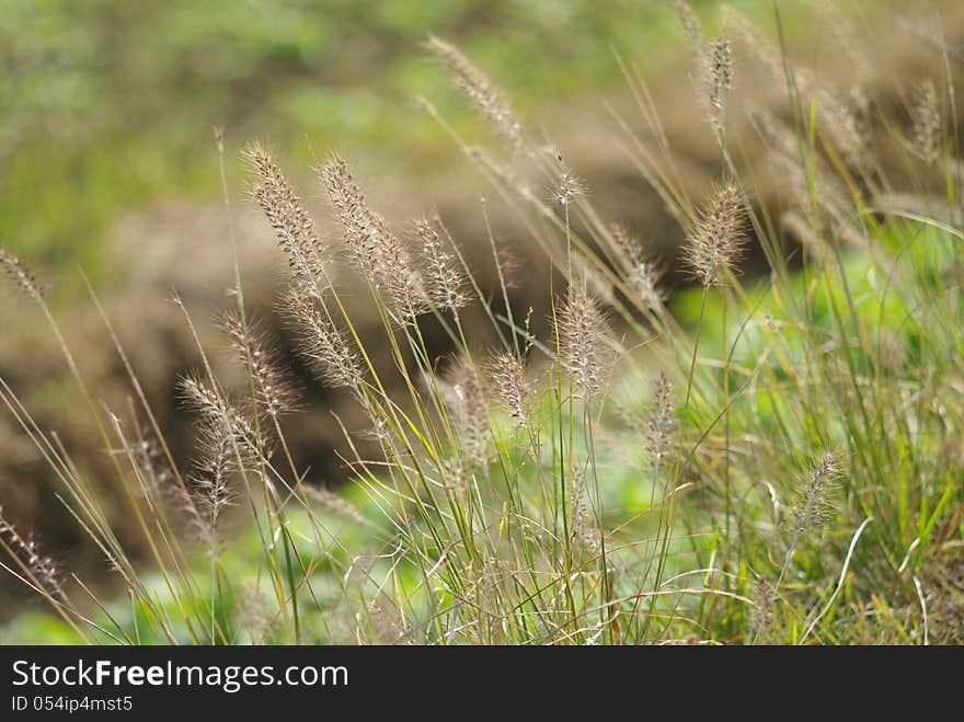 Wayside Grass