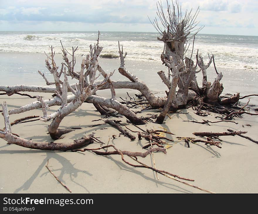 Dead tree on a beach