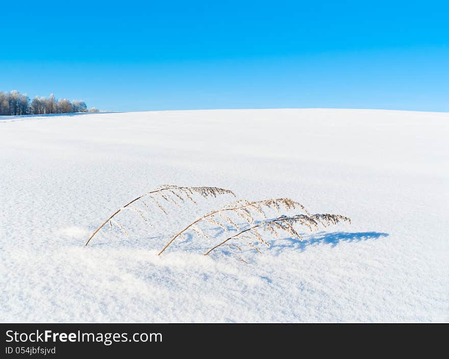 Dry grass in heavy snow. Dry grass in heavy snow