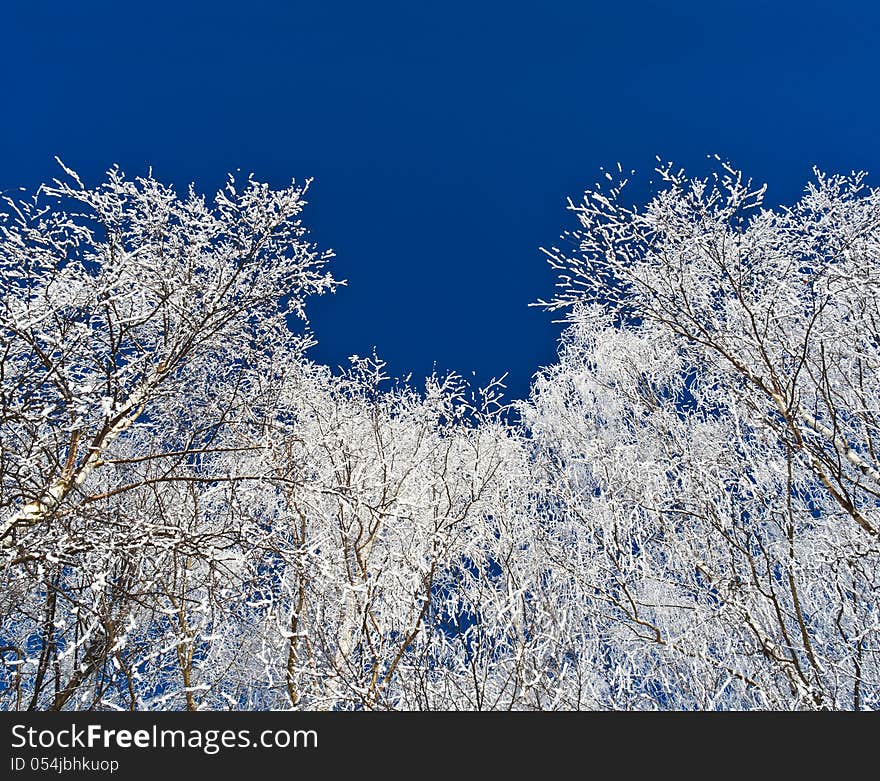 Branches covered with hoar against dark blue sky. Branches covered with hoar against dark blue sky