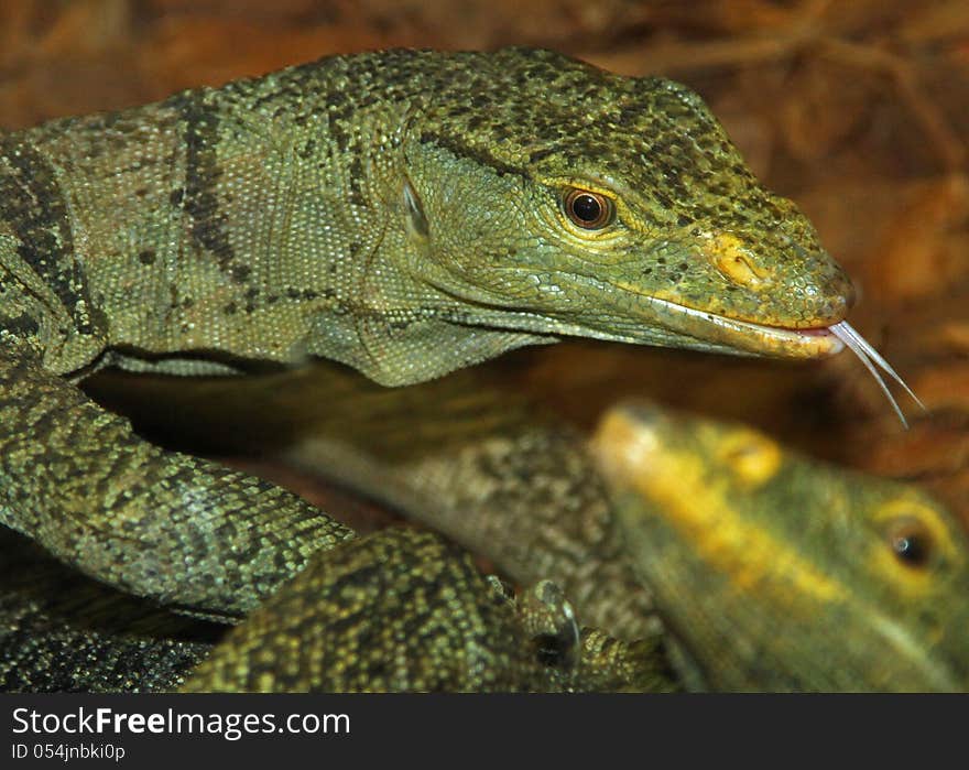 Evil Looking Monitor Lizard With Forked Tongue