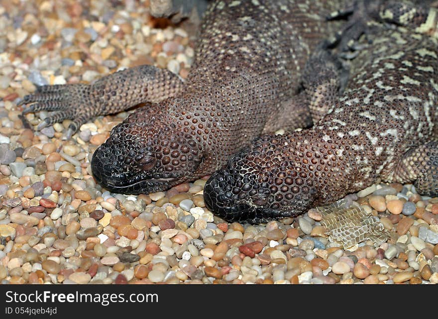 Poisonous Lizard