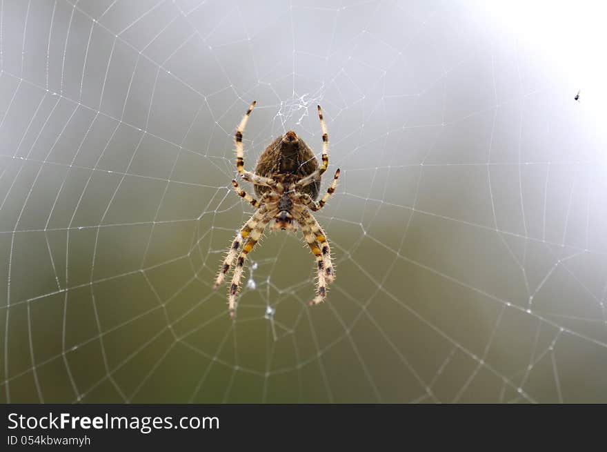 An European garden spider on its web. An European garden spider on its web