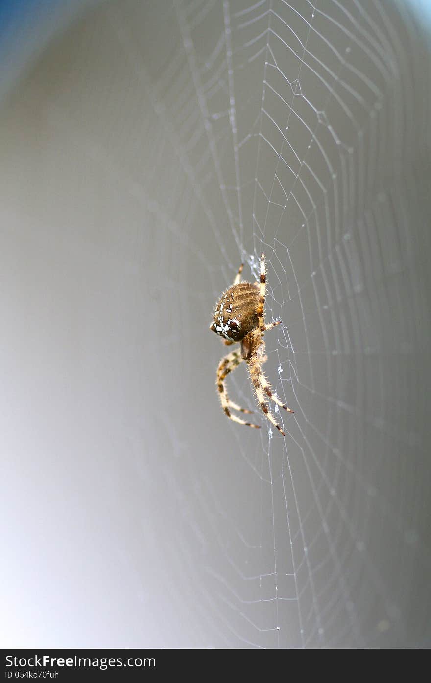 A female European garden spider on its web. A female European garden spider on its web