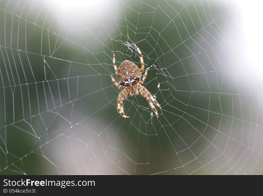 A female European garden spider on its web. A female European garden spider on its web