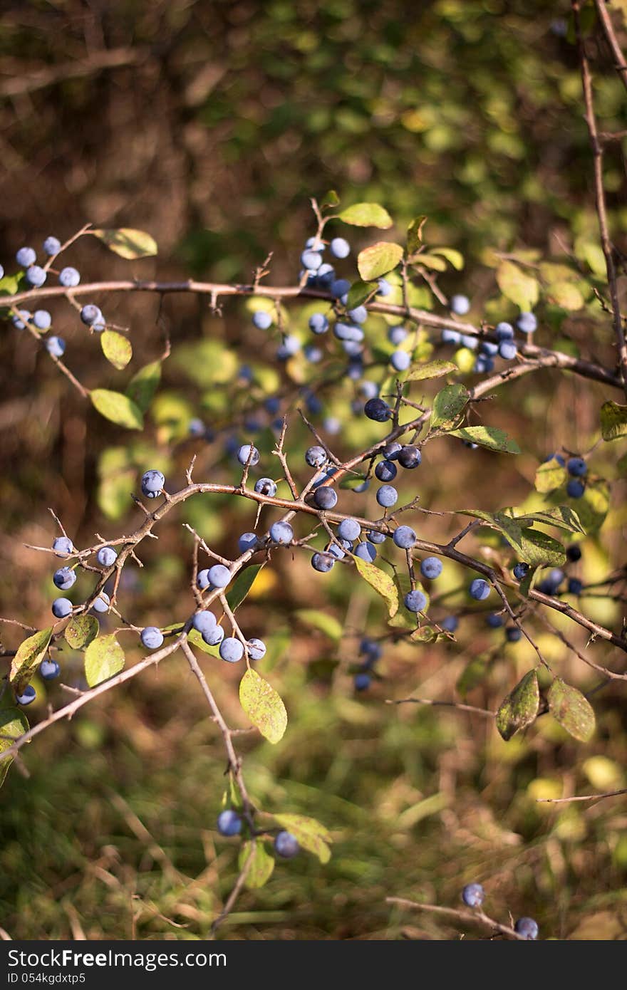 The sloe on a branch with green leaves grows in the wood. The sloe on a branch with green leaves grows in the wood