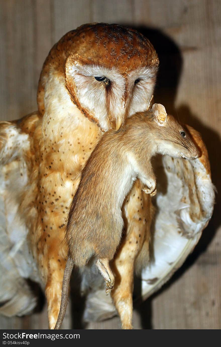 Brown And White Owl Carrying Rat. Brown And White Owl Carrying Rat