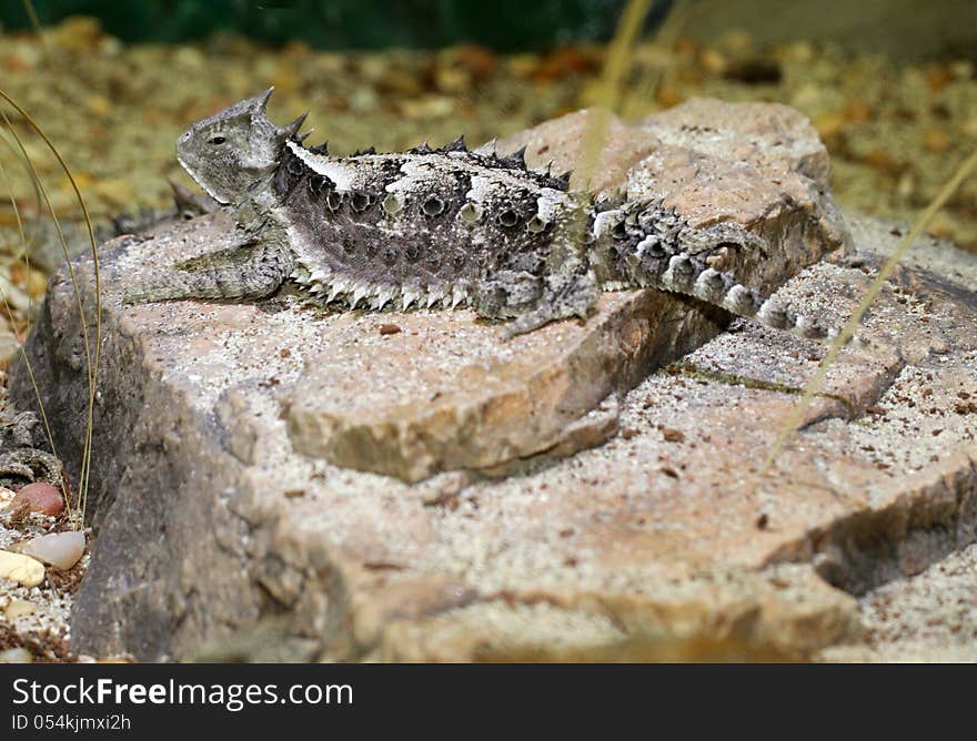 Great Horned Lizard Posing On Rock In Desert