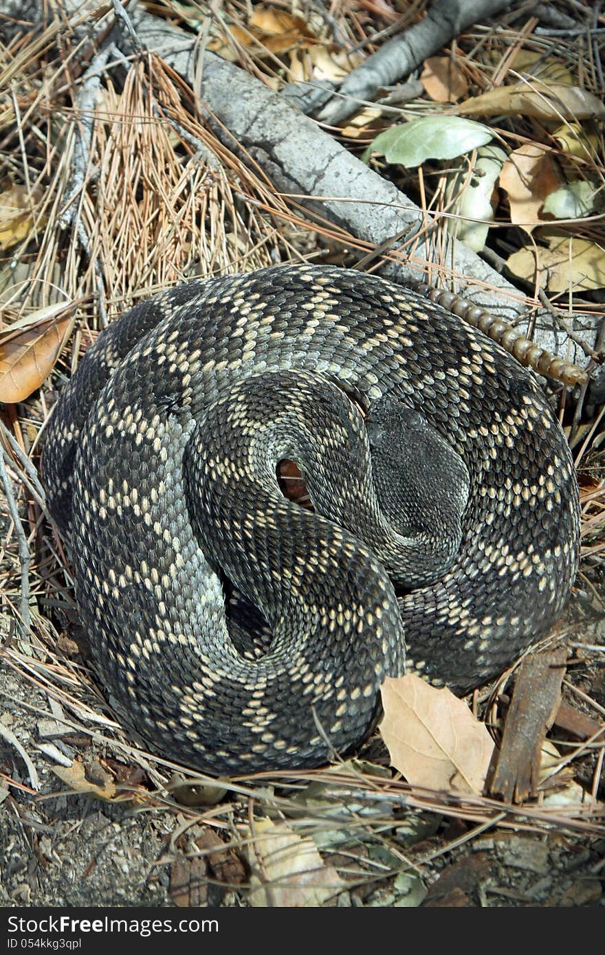 Close Up Detail Of Coiled Rattle Snake. Close Up Detail Of Coiled Rattle Snake